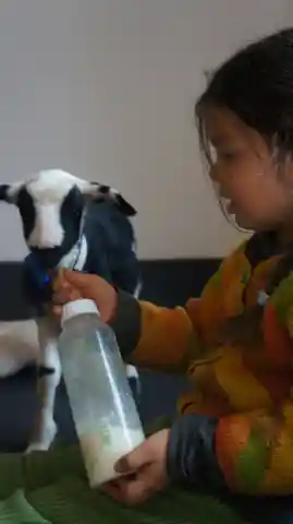 Ein Kind in bunter Jacke hält einem schwarz-weissen Lamm eine Schoppenflasche mit Milch hin.