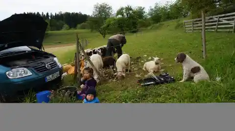 Auf einer Weide neben einem Auto mit offener Motorhaube stehen Schafe und Lämmer bei einer Person am Zaun, im Vordergrund zwei Kinder und rechts ein Hund.