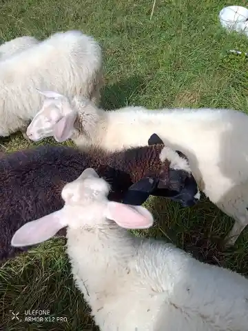 Mehrere weisse Lämmer mit rosa Ohren und ein dunkelbraunes Lamm drängen sich im Gras dicht aneinander.