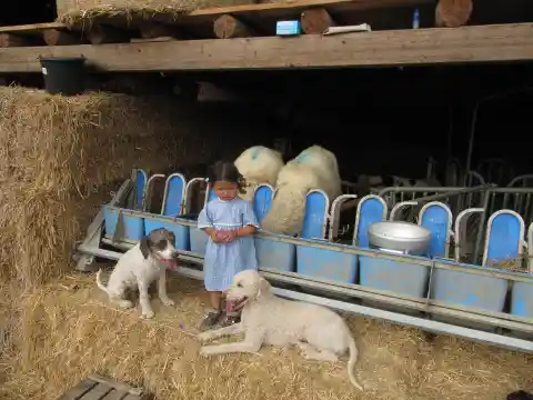 Ein Mädchen in hellblauem Kleid steht im Stall vor einem Lämmertränker mit blauen Trinkplätzen, neben ihm liegen zwei Hunde im Stroh.