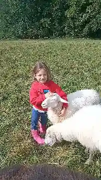 Ein kleines Mädchen im roten Pullover umarmt zwei weisse Schafe auf der Wiese.