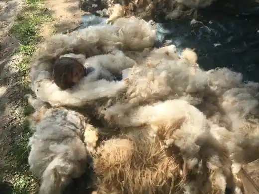 Frisch geschorene Wolle liegt ausgebreitet am Boden, mittendrin schaut ein Kinderkopf hervor.
