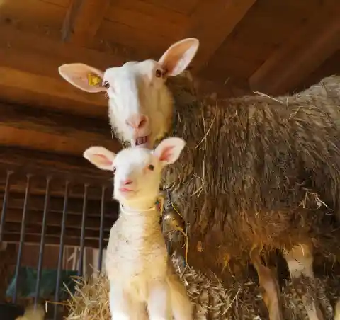 Ein Mutterschaf der Ostfriesischen Milchschafe mit gelber Ohrmarke steht im Stall hinter seinem weissen Lamm, beide blicken in die Kamera.