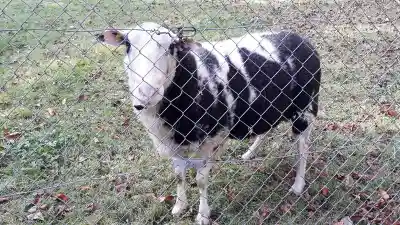Ein schwarz-weiss geschecktes Schaf steht auf einer Wiese mit Herbstlaub hinter einem Maschendrahtzaun.