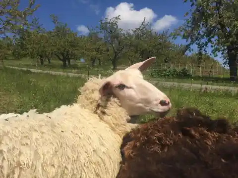 Ein weisses Ostfriesisches Milchschaf mit dichtem Vlies liegt neben einem braunen Schaf auf einer Wiese vor Obstbäumen unter blauem Himmel.