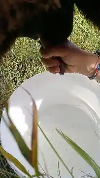 Von Hand melken: Eine Hand am Euter, darunter eine weisse Schüssel im Gras.