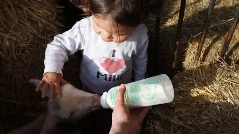 Ein kleines Kind berührt ein im Stroh liegendes Lamm, das aus einer von einer Hand gehaltenen Schoppenflasche trinkt.