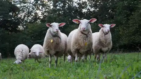 Drei Ostfriesische Milchschafe mit gelben Ohrmarken stehen auf einer Wiese vor einem Waldrand und blicken in die Kamera, dahinter grasen weitere Schafe.