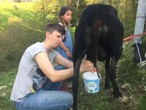 Eine Person melkt ein schwarzes Schaf von Hand in einen Eimer, während ein Mädchen daneben zuschaut.