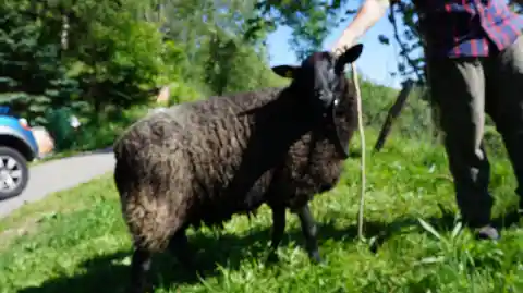 Ein dunkelbraunes Schaf wird von einer Person an einem Strick über eine sonnige Wiese geführt.