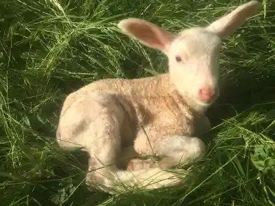 Ein junges weisses Lamm mit rosa Ohren liegt in der Sonne im hohen Gras.