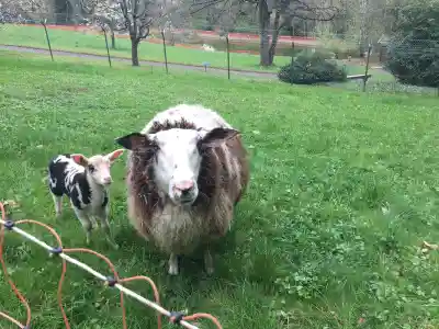 Ein Mutterschaf mit weissem Kopf und braunem Vlies steht mit einem schwarz-weiss gefleckten Lamm auf einer Wiese hinter einem Weidezaun.