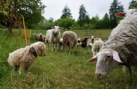 Eine Schafherde weidet auf einer Wiese am Weidezaun, vorne rechts frisst ein Schaf Gras und links steht ein Tier mit hellem Lockenfell und Halsband.