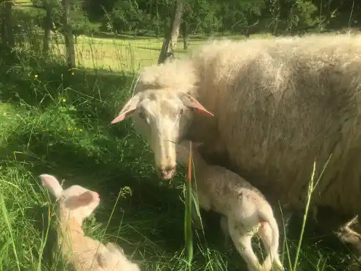 Ein weisses Mutterschaf steht im hohen Gras, davor liegt ein kleines weisses Lamm und schaut zur Kamera.