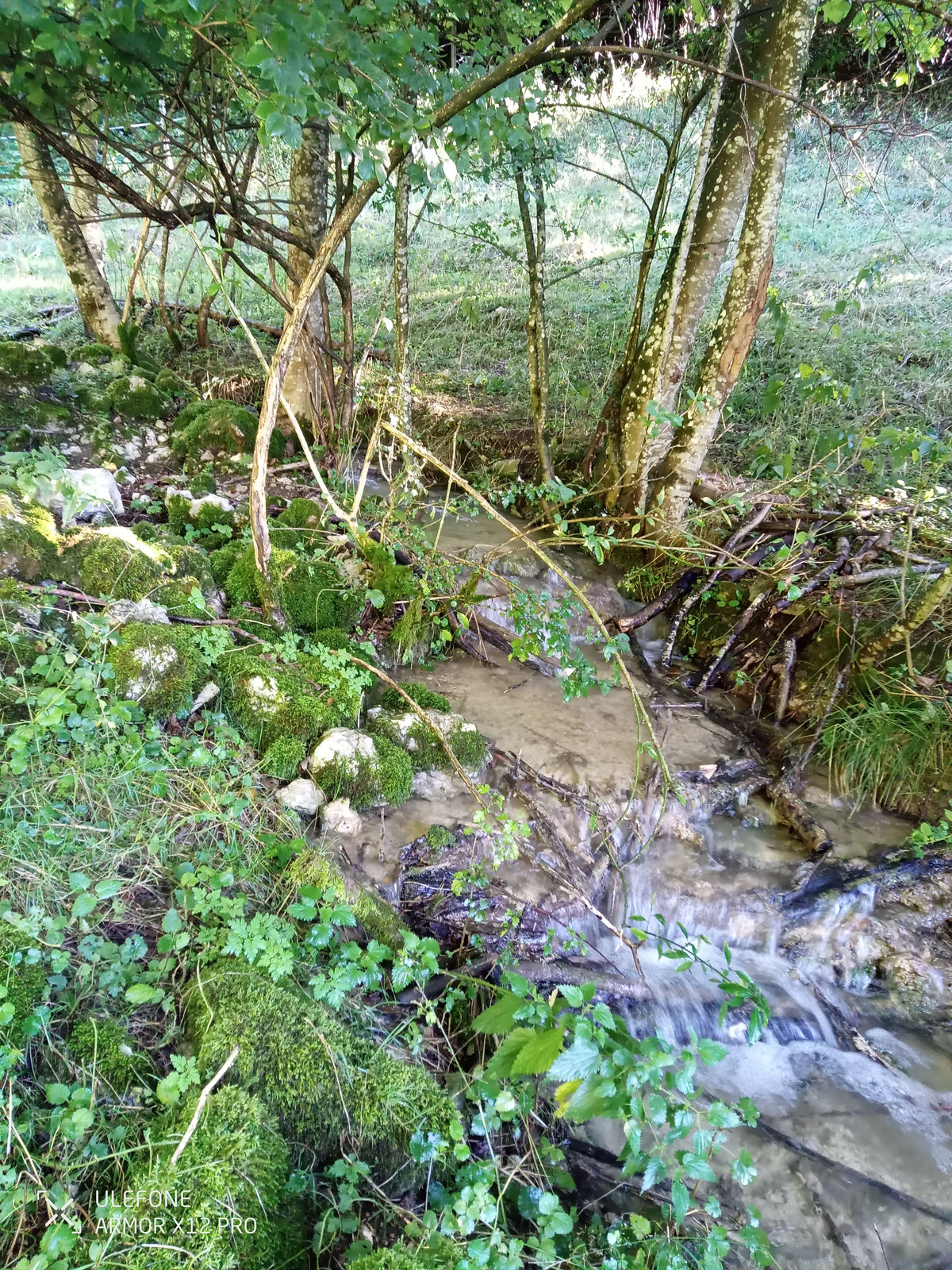 Das Hofbächlein im Tälchen. Zwischen moosbewachsenen Steinen und Erlen fliesst das Wasser über kleine Stufen, ringsum Brennnesseln, Farne und dichtes Grün.