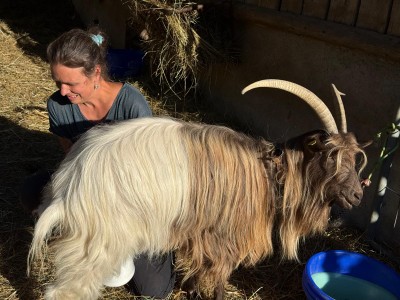 Zwei Kinder sitzen lachend in einem grossen Haufen frisch geschorener Wolle, hinten eine Ziege und die Wiese.