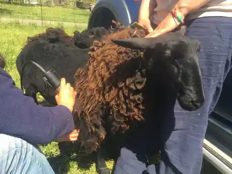 Ein Schaf mit schwarzem Kopf und braunem, lockigem Vlies wird auf einer Wiese mit einer elektrischen Maschine geschoren, während eine Person es festhält.