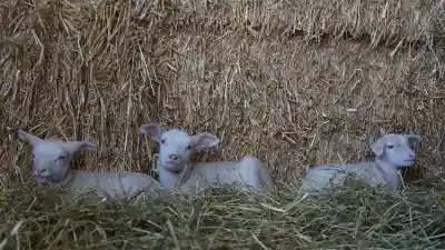 Drei weisse Lämmer der Ostfriesischen Milchschafe liegen im Heu vor einer Wand aus Strohballen.