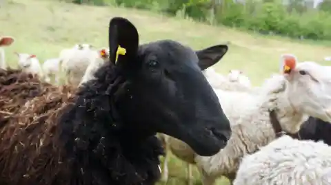 Nahaufnahme eines schwarzen Schafs mit gelber Ohrmarke inmitten einer Herde weisser Schafe auf einer Wiese.