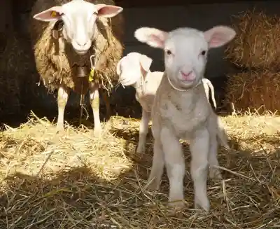 Zwei weisse Lämmer der Ostfriesischen Milchschafe stehen im Stroh eines sonnigen Stalls, dahinter ein ungeschorenes Mutterschaf vor Strohballen.