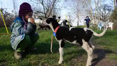 Ein kauerndes Kind mit Mütze gibt einem schwarz-weissen Lamm mit rotem Halsband auf einer Wiese die Schoppenflasche, im Hintergrund kahle Bäume und Gartenstühle.