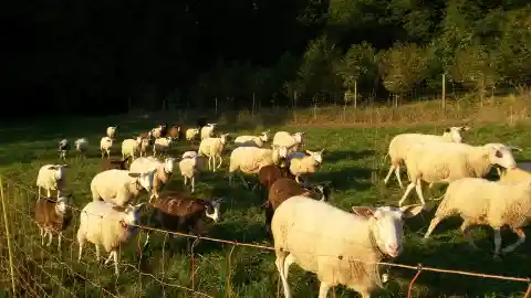 Eine Herde weisser und brauner Schafe, darunter Ostfriesische Milchschafe, zieht im Abendlicht über eine eingezäunte Weide vor dunklem Wald.