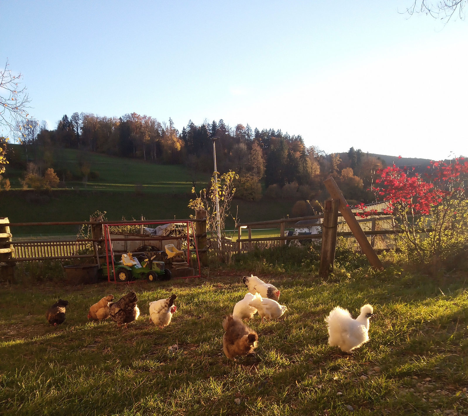 Acht Hühner scharren im Abendlicht auf der Wiese vor dem Hof, darunter zwei weisse Seidenhühner. Dahinter ein Holzzaun, ein Kindertraktor, ein Ahorn mit rotem Herbstlaub und der bewaldete Hang.