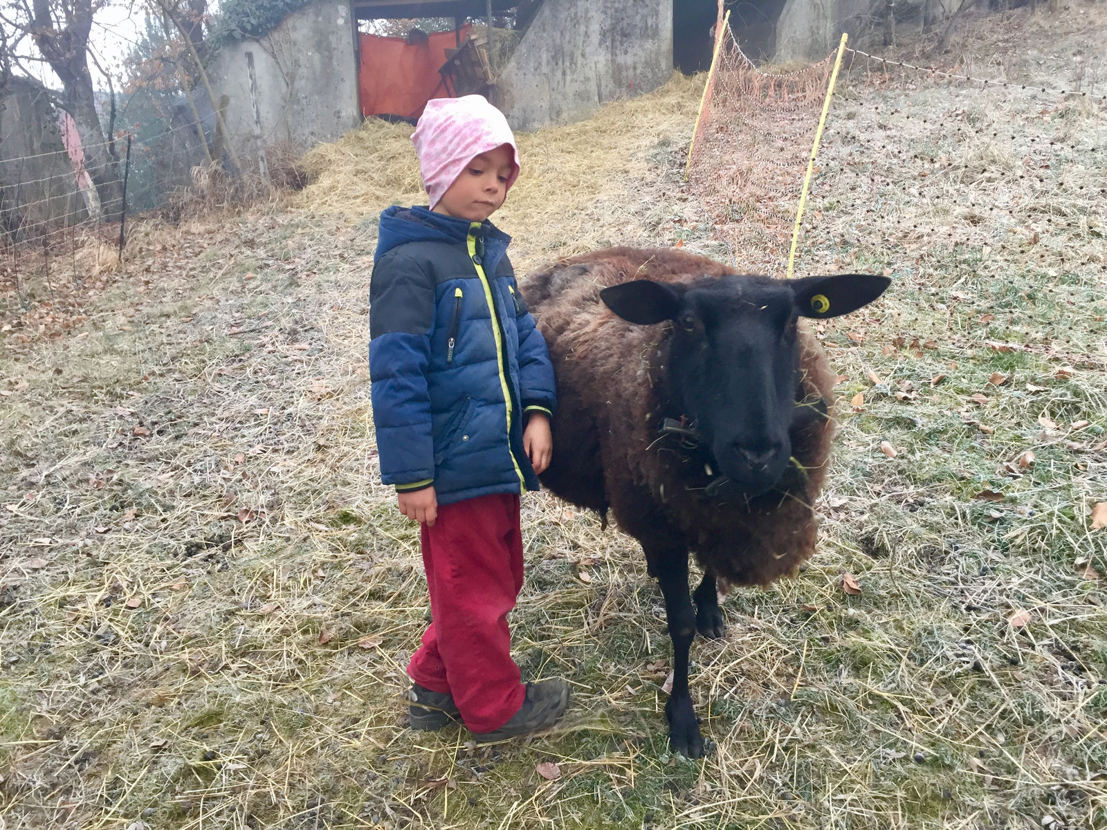 Ein Kind in blauer Winterjacke und rosa Kopftuch steht auf der bereiften Wiese neben einem dunkelbraunen Milchschaf mit schwarzem Kopf und gelben Ohrmarken.
