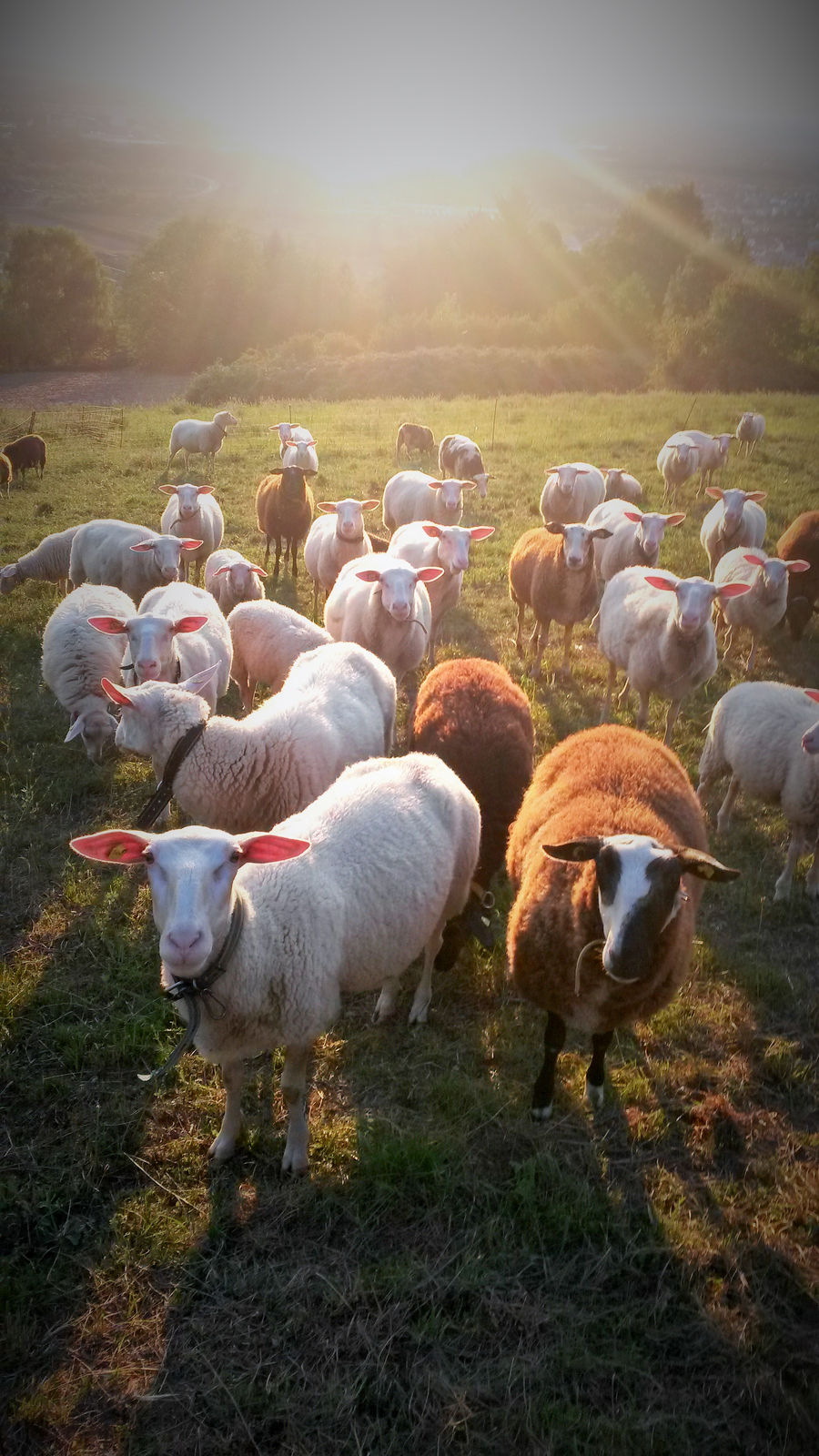 Die Herde auf der Weide im Gegenlicht der tief stehenden Abendsonne. Weisse, hellbraune und ein schwarzköpfiges Schaf schauen zur Kamera, dahinter Bäume und die dunstige Hügellandschaft.