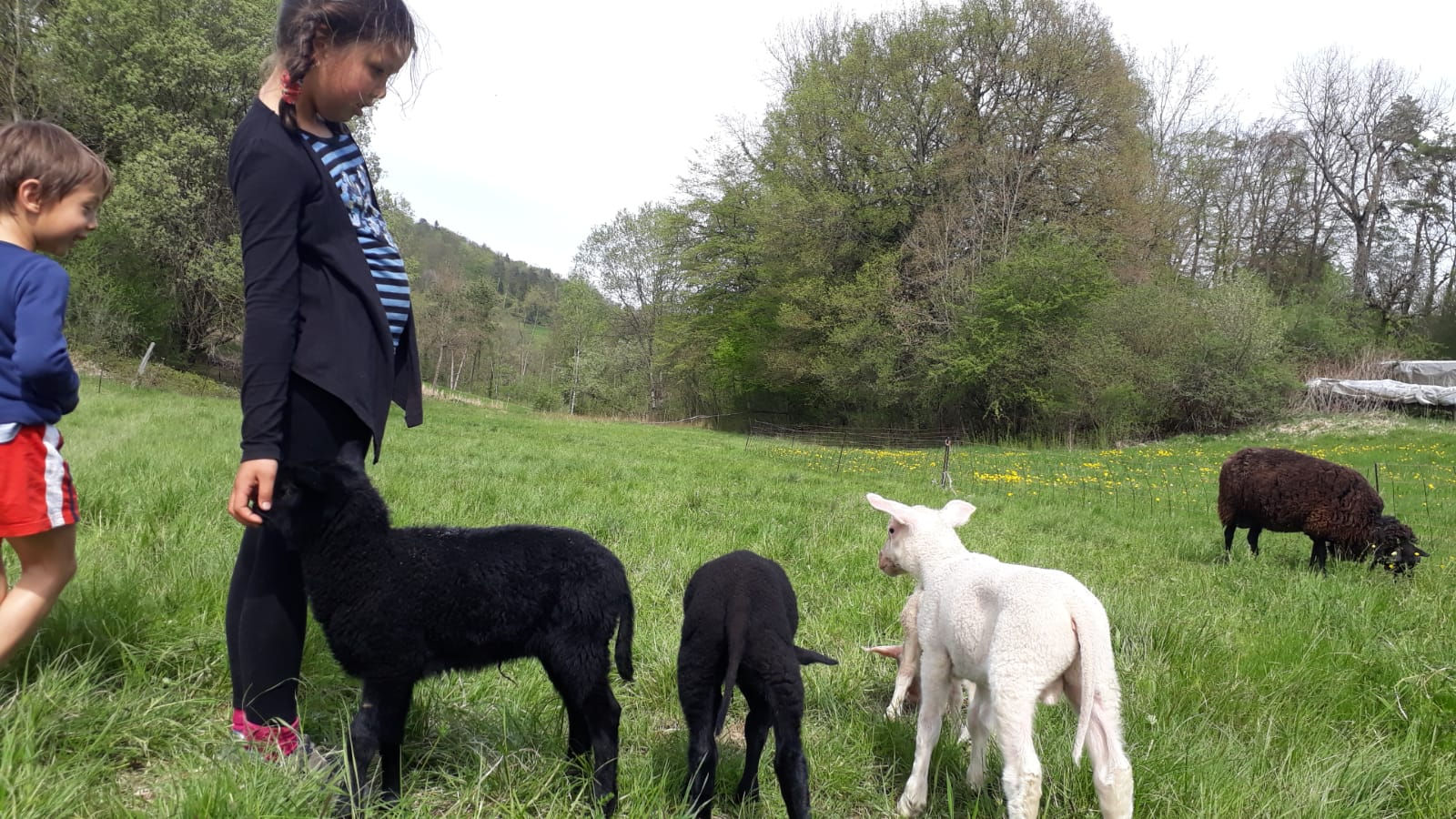 Ein Mädchen steht auf der Frühlingswiese bei zwei schwarzen Lämmern, rechts daneben zwei weisse Lämmer. Am linken Bildrand ein kleiner Junge, im Hintergrund grast ein dunkelbraunes Schaf zwischen Löwenzahn.