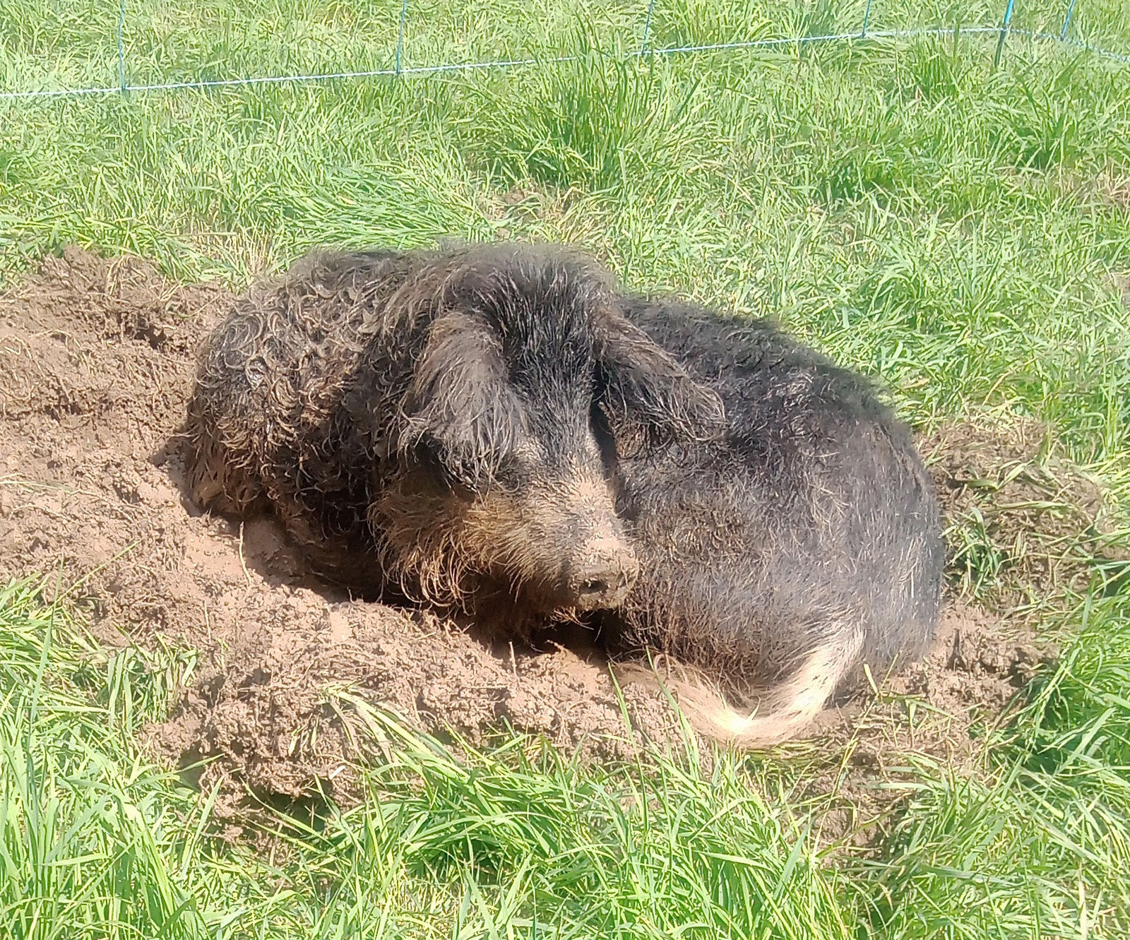 Ein dunkles Wollschwein liegt zusammengerollt in der selbst gegrabenen Erdmulde auf der Weide, ringsum hohes Gras und ein Weidezaun.