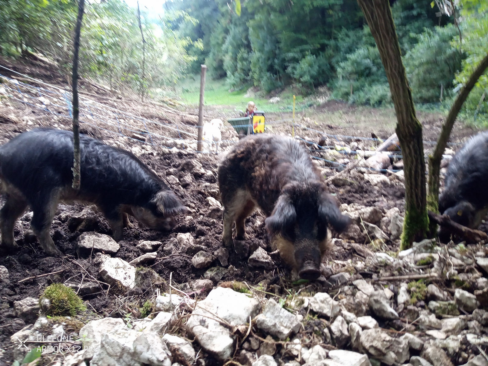 Zwei Wollschweine wühlen am bewaldeten Hang im aufgebrochenen Boden voller Kalksteine. Im Hintergrund steht ein Kind mit einer Schubkarre hinter dem Weidezaun.